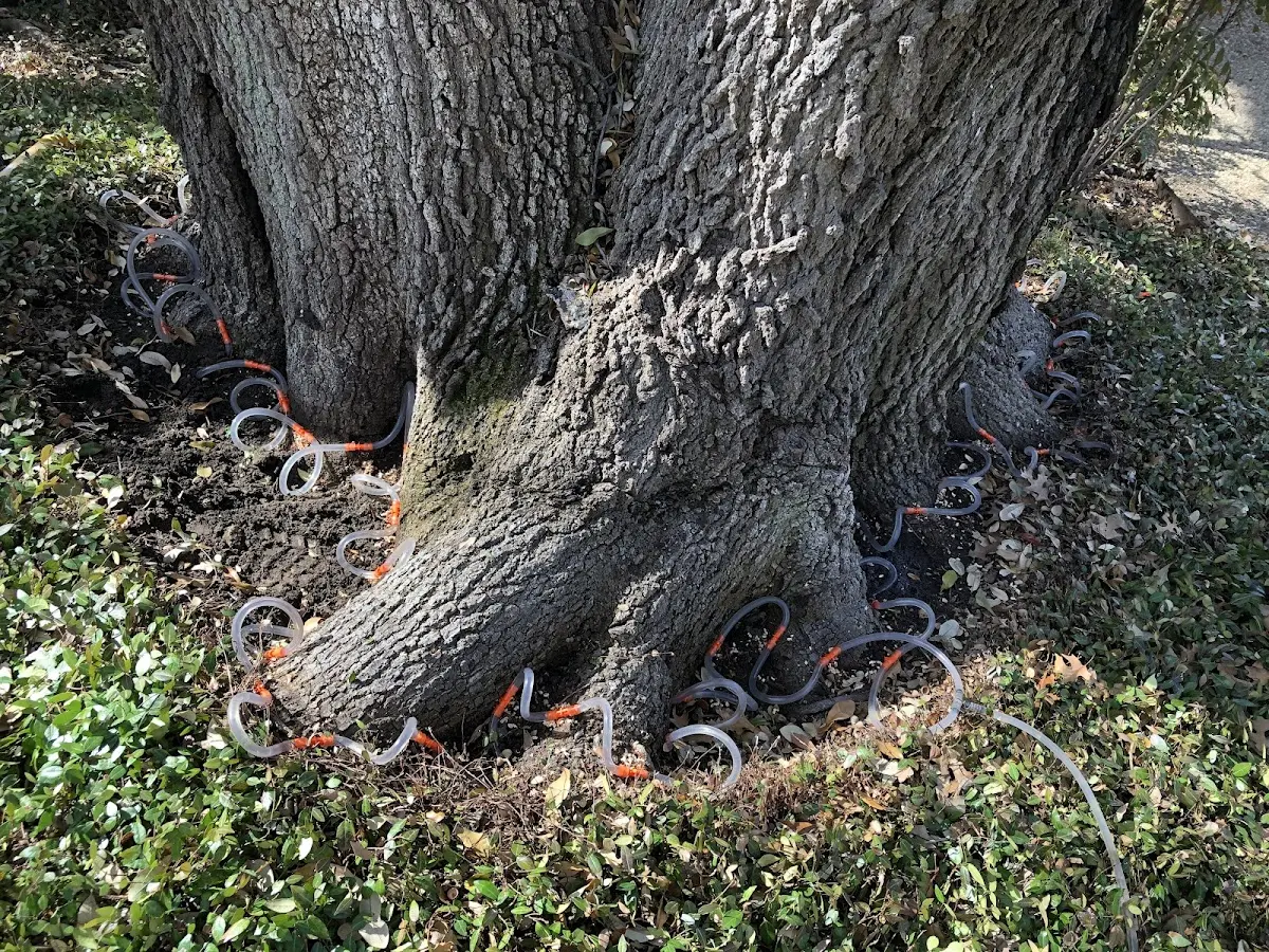 Detailed Tree Cabling and Bracing job site in Mesa
