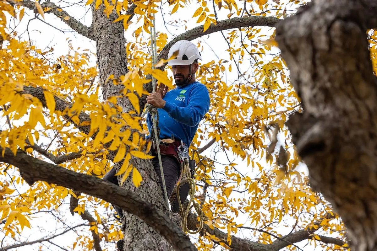 Skilled Emergency Tree Service crew working in Mesa
